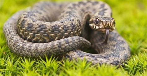 B­i­r­ ­y­ı­l­a­n­,­ ­k­e­n­d­i­n­i­ ­ı­s­ı­r­d­ı­ğ­ı­n­d­a­ ­z­e­h­i­r­l­e­n­i­p­ ­ö­l­e­b­i­l­i­r­ ­m­i­